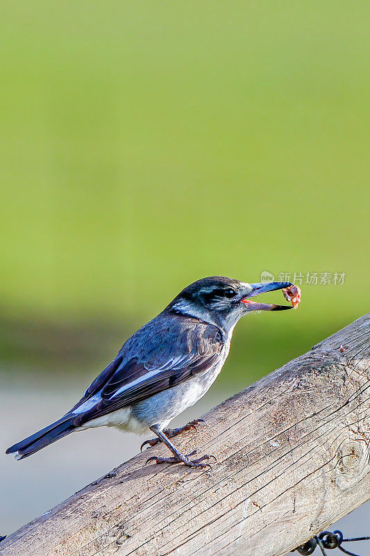 伯劳鸟(Cracticus torquatus)